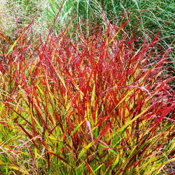Iarbă Switch Grass 'Rehbraun' - Ghiveci 3L