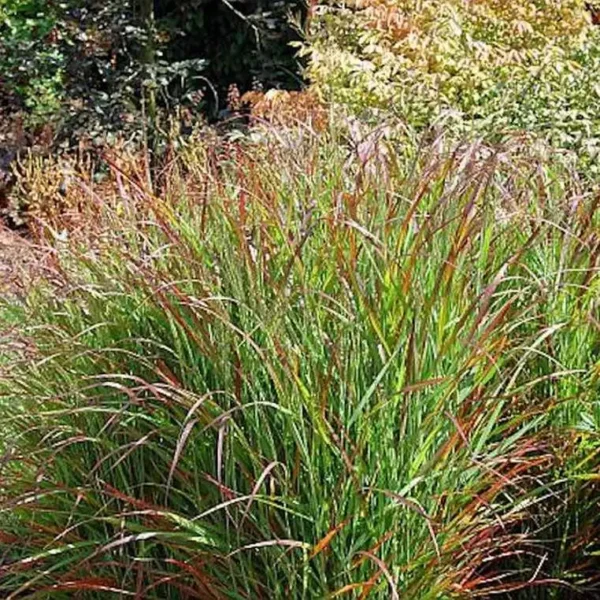 Iarbă Switch Grass 'Rehbraun' - Ghiveci 3L - imagine 2