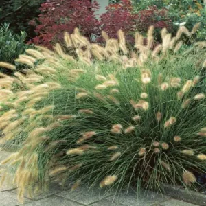 Iarbă Paul's Giant - Ghiveci 3L