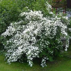Iasomie - Philadelphus 'Innocence' ghiveci 0,7L