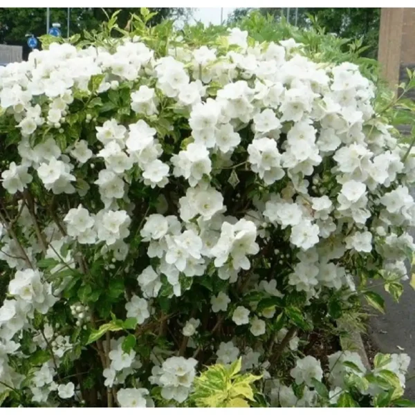 Iasomie - Philadelphus 'Innocence' ghiveci 0,7L - imagine 4