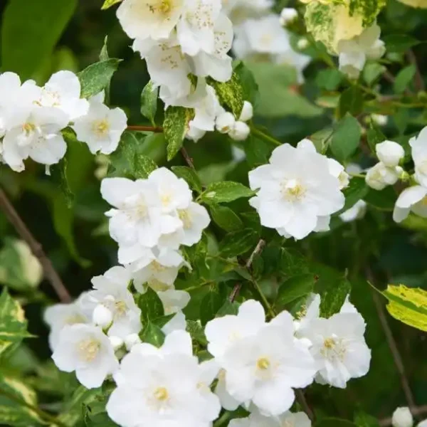 Iasomie - Philadelphus 'Innocence' ghiveci 0,7L - imagine 2