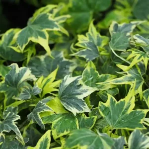 Iedera helix 'Green Ripple' - Ghiveci 3L