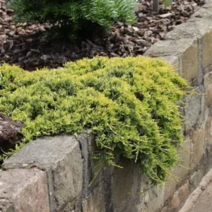 Ienupar-Juniperus horizontalis 'Golden Carpet' - Ghiveci de 3L