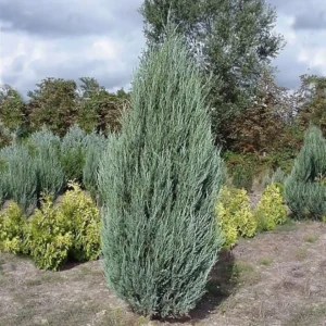 Ienupar scopulorum 'Blue Arrow' ghiveci 0,7L