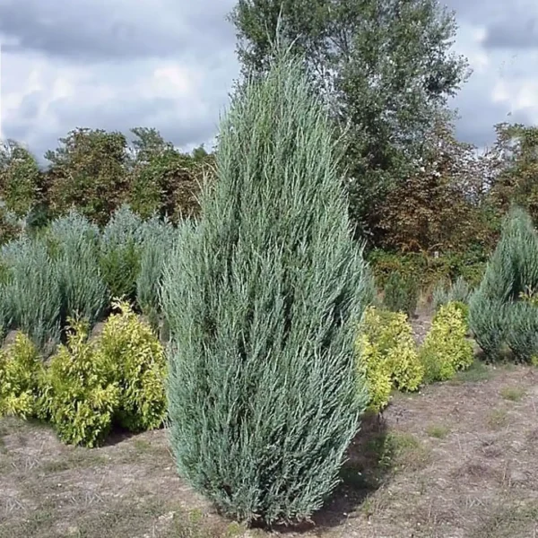 Ienupar scopulorum 'Blue Arrow' ghiveci 3L - imagine 2