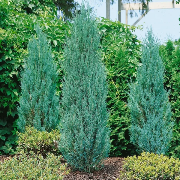Ienupar scopulorum 'Blue Arrow' ghiveci 3L - imagine 3
