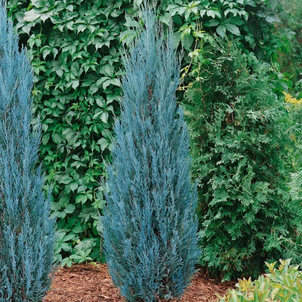 Ienupar scopulorum 'Blue Arrow' ghiveci 3L - imagine 4