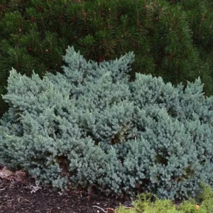 Ienupar 'Blue Star' ghiveci 3L