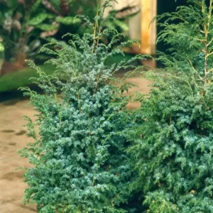Ienupar-Juniperus chinensis 'Blue Alps' - Ghiveci 3L