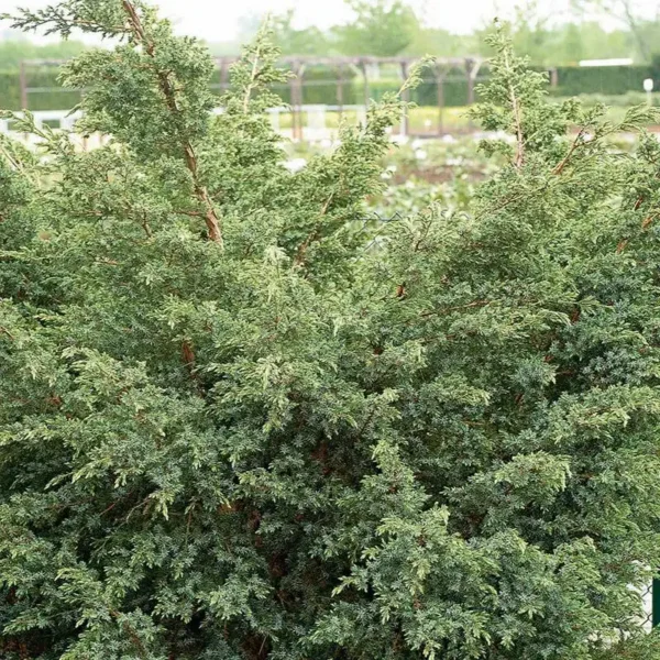 Ienupar-Juniperus chinensis 'Blue Alps' - Ghiveci 0,7L - imagine 3