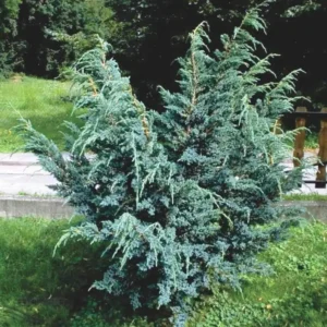 Ienupar-Juniperus chinensis 'Blue Alps' - Ghiveci 0,7L