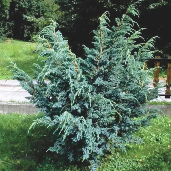 Ienupar-Juniperus chinensis 'Blue Alps' - Ghiveci 0,7L
