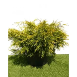 Ienupar-Juniperus chinensis 'Kuriwao Gold' - Ghiveci 3L