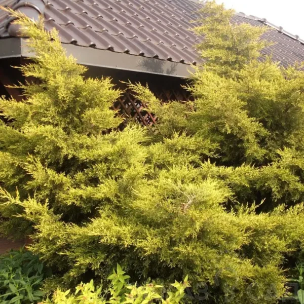 Ienupar-Juniperus chinensis 'Kuriwao Gold' - Ghiveci 3L - imagine 3