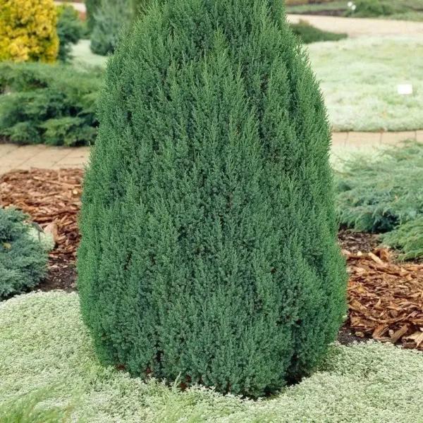 Ienupar chinensis 'Stricta' - Ghiveci 0,7L - imagine 2