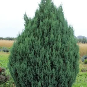 Ienupar chinensis 'Stricta' - Ghiveci 0,7L