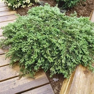 Ienupar-Juniperus horizontalis 'Green Carpet' - Ghiveci 3L