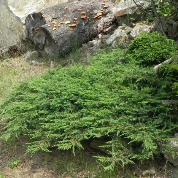 Ienupar-Juniperus horizontalis 'Green Carpet' - Ghiveci 3L - imagine 2