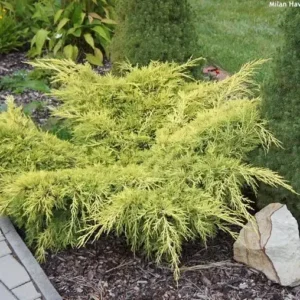 Ienupar-Juniperus x media 'Old Gold' - Ghiveci 0,7L