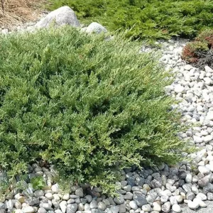 Ienupar tarator 'Andorra Compact' ghiveci 0,7L
