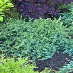 Ienupar-Juniperus conferta 'Schlager' - Ghiveci 0,7L