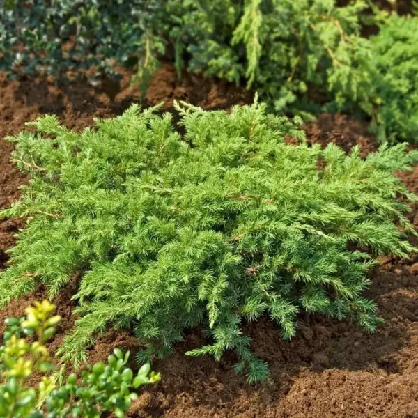 Ienupar-Juniperus conferta 'Schlager' - Ghiveci 0,7L - imagine 4