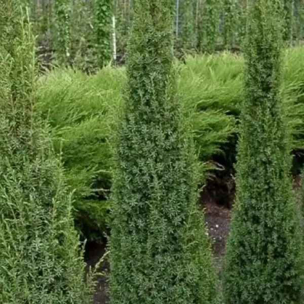 Ienupar-Juniperus communis 'Arnold' - Ghiveci 3L