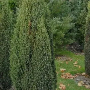 Ienupar-Juniperus communis 'Cracovia' - Ghiveci 3L