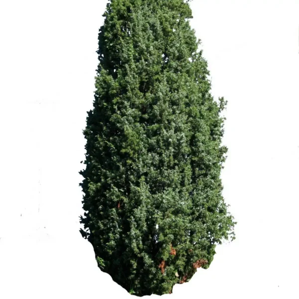 Ienupar-Juniperus communis 'Cracovia' - Ghiveci 3L - imagine 2