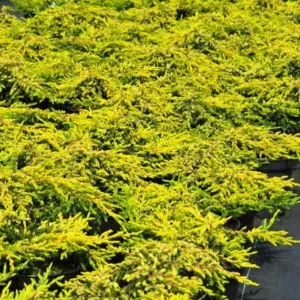 Ienupar- juniperus communis 'Goldschatz' - Ghiveci 3L