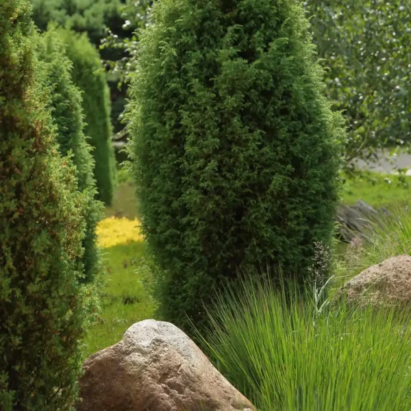 Ienupar-Juniperus communis 'Hibernica' - Ghiveci 3L.