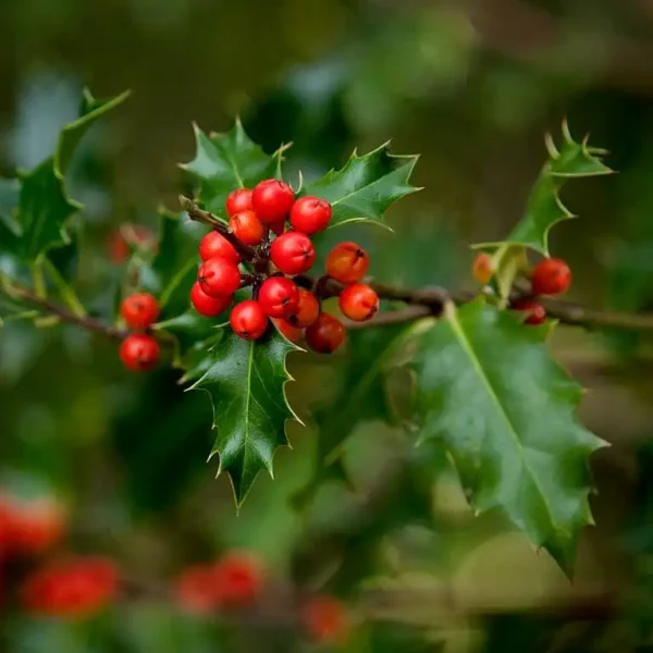 Ilex aquifolium ghiveci 0,7L