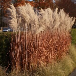Iarba Miscanthus sinensis 'Dronning Ingrid' - Ghiveci 5L
