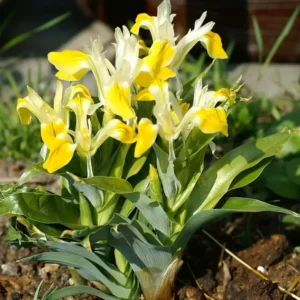 Iris bucharica Juno - Ghiveci 3L