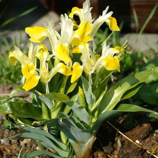 Iris bucharica Juno - Ghiveci 3L