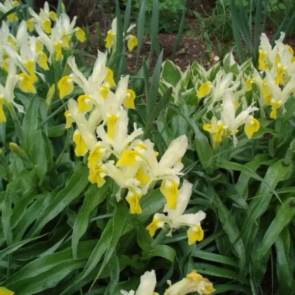 Iris bucharica Juno - Ghiveci 3L - imagine 3