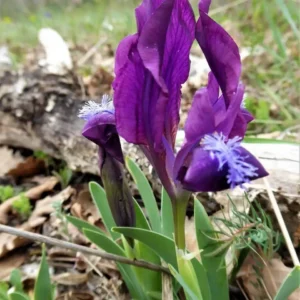 Iris pumila albastru - Ghiveci 3L