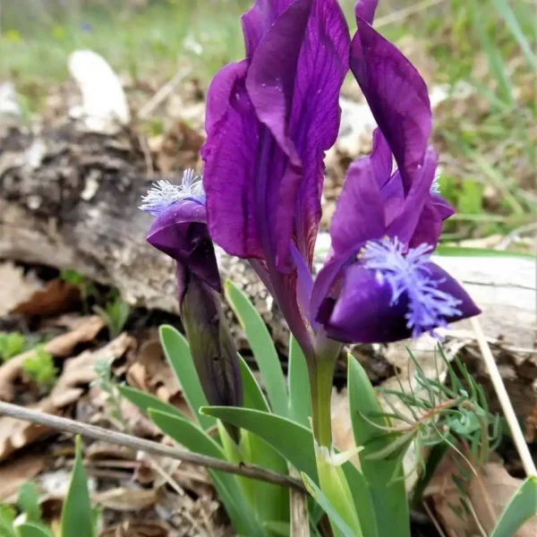 Iris pumila albastru - Ghiveci 3L