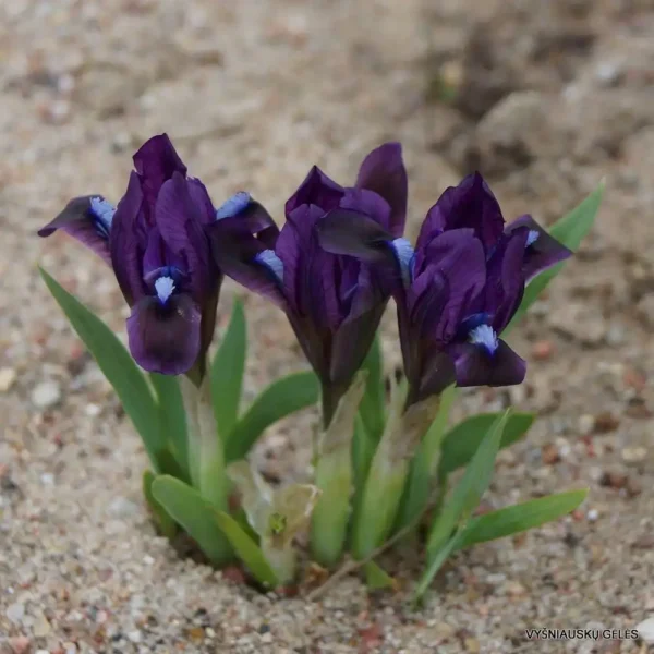 Iris pumila albastru - Ghiveci 3L - imagine 2