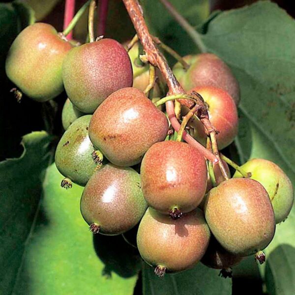 Kiwi Geneva ”Actinidia Geneva” ghiveci 0,7L