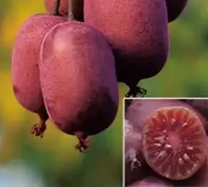 Kiwi - Actinidia arguta 'Ken's Red' ghiveci 3L