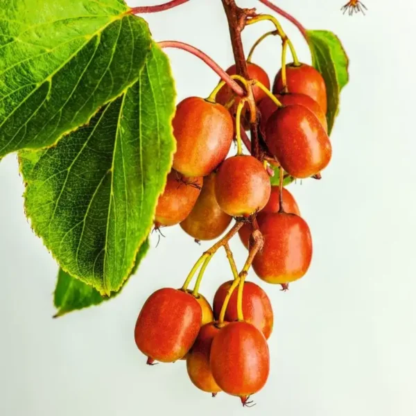 Kiwi - Actinidia arguta 'Ken's Red' ghiveci 3L - imagine 2