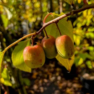 Kiwi - Actinidia arguta 'Purpurna Sadowa' ghiveci 3L