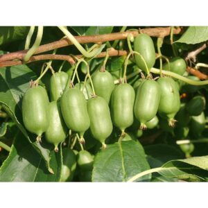 Kiwi Issai ”Actinidia Issai” ghiveci 0,7L
