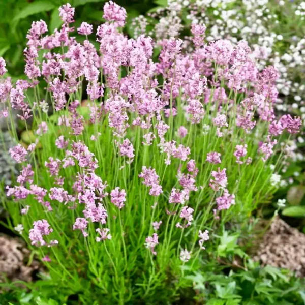 Lavanda Vico ghiveci 0,7L
