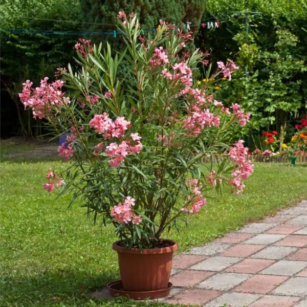 Leandru Nerium oleander - Ghiveci 3L