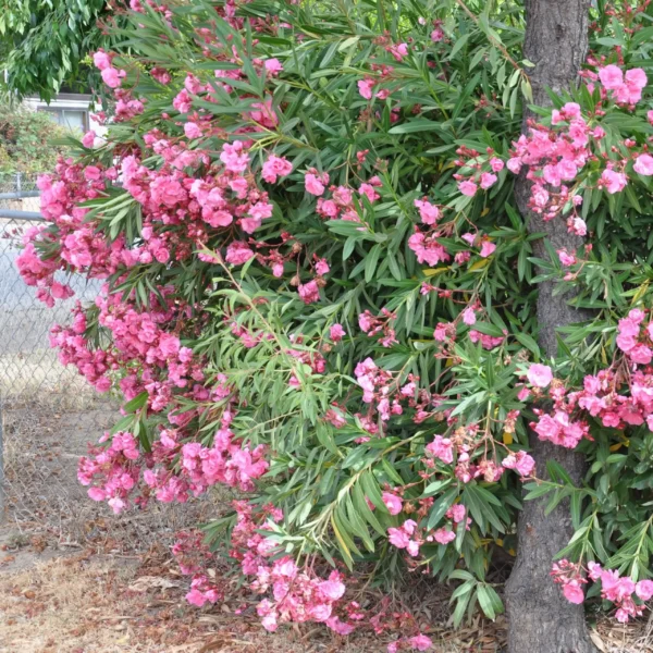 Leandru Nerium oleander - Ghiveci 3L - imagine 5