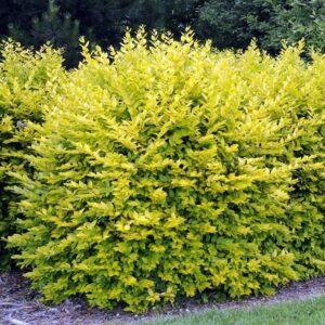 Lemn cainesc auriu - Ligustrum 'Aureum' - ghiveci de 0,7 L