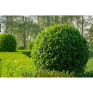 Lemn cainesc verde - Ligustrum 'Londense' - ghiveci 0.7L